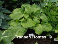 Hosta 